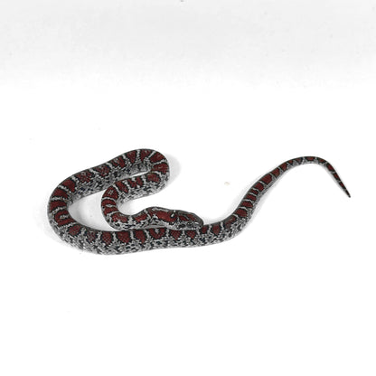 2026 Male Dark Red Mex Mex Kingsnake