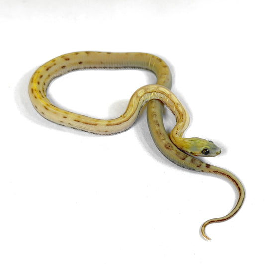 2026 Female Caramel Motley Scaleless pos het snow