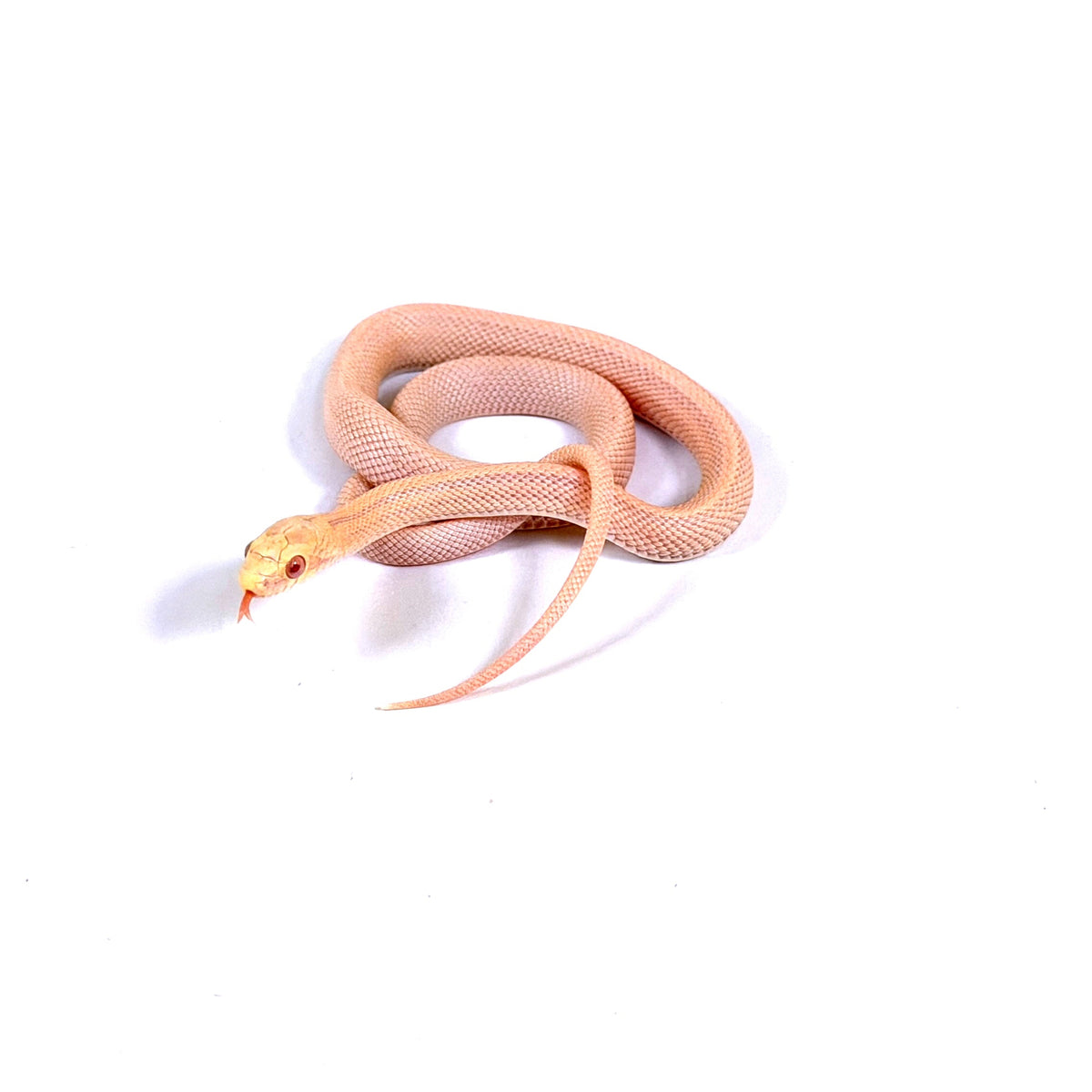 2026 Male Salmon Snow Stripe pos Tessera het Scaleless pos DH Bloodred Hypo Corn Snake