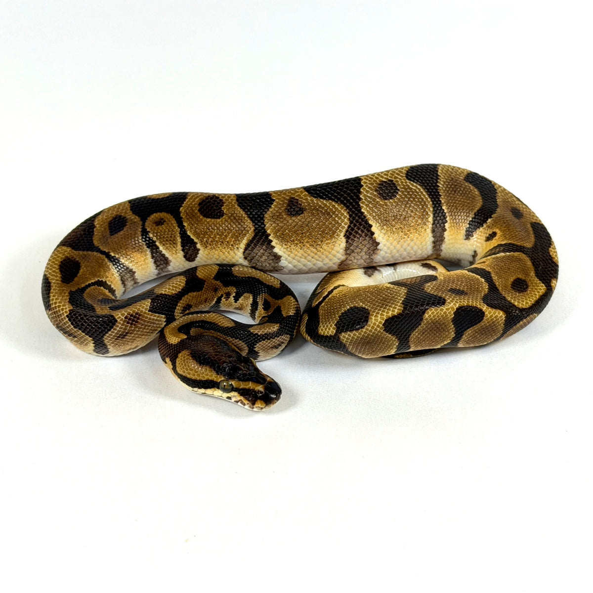 2025 Male Enchi Leopard het Candy