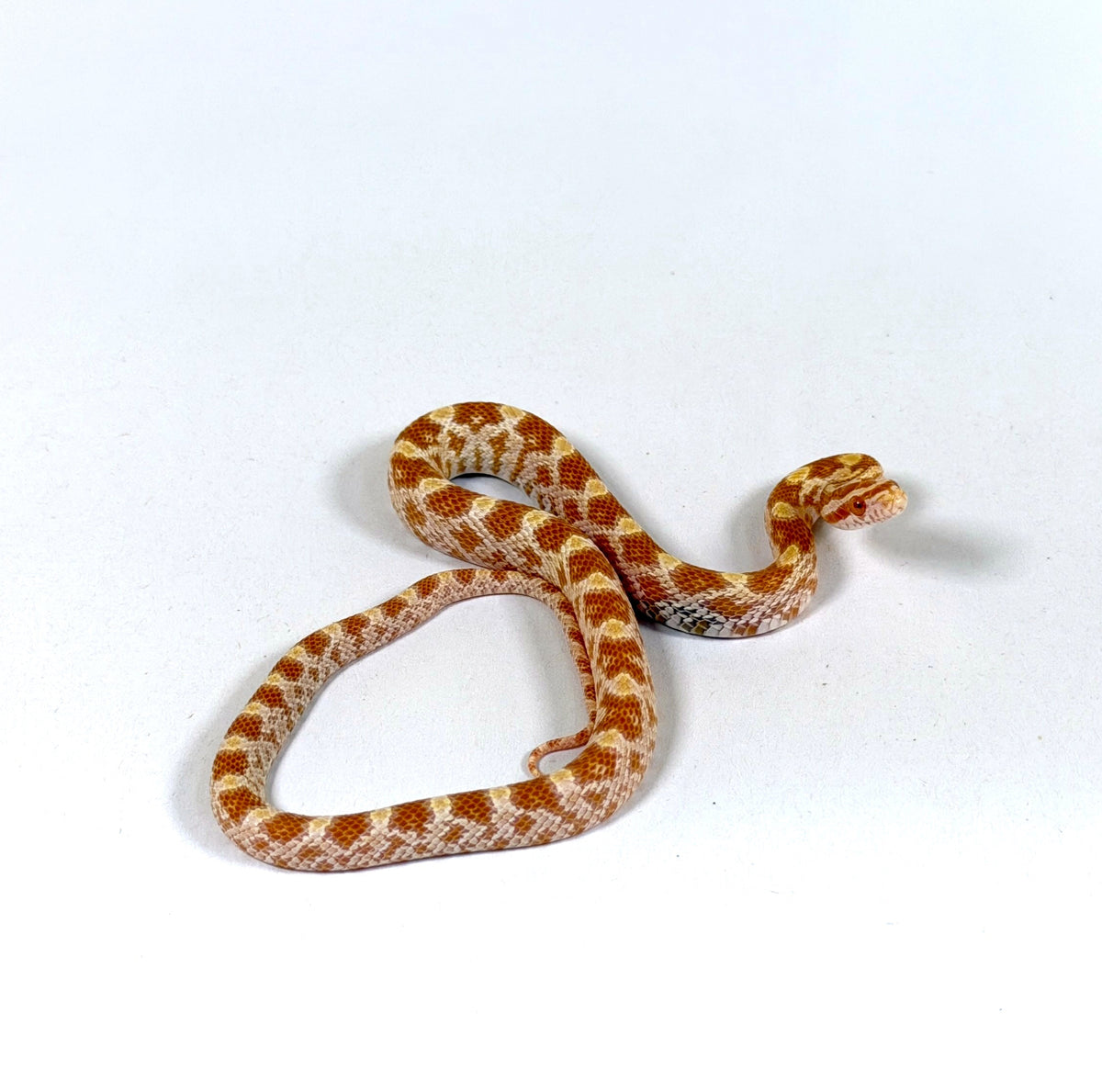 2026 Female Butter DH Scaleless Motley pos het Anery Corn Snake