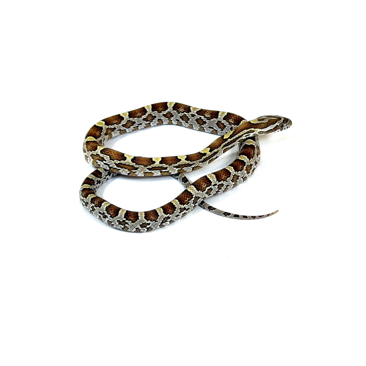 2026 Caramel pos Anery DH Scaleless Motley pos het Amel