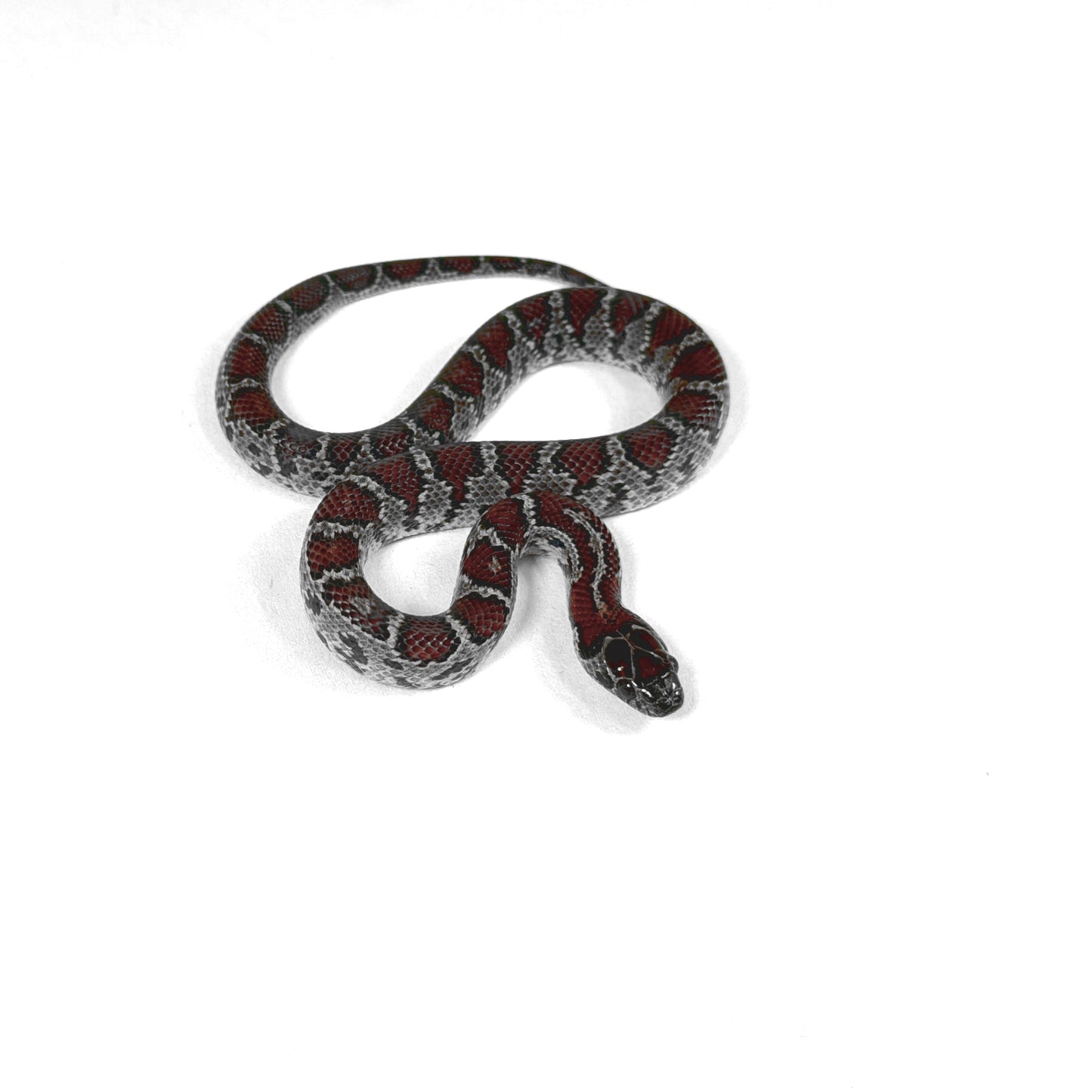 2026 Female Dark Red Mex Mex Kingsnake