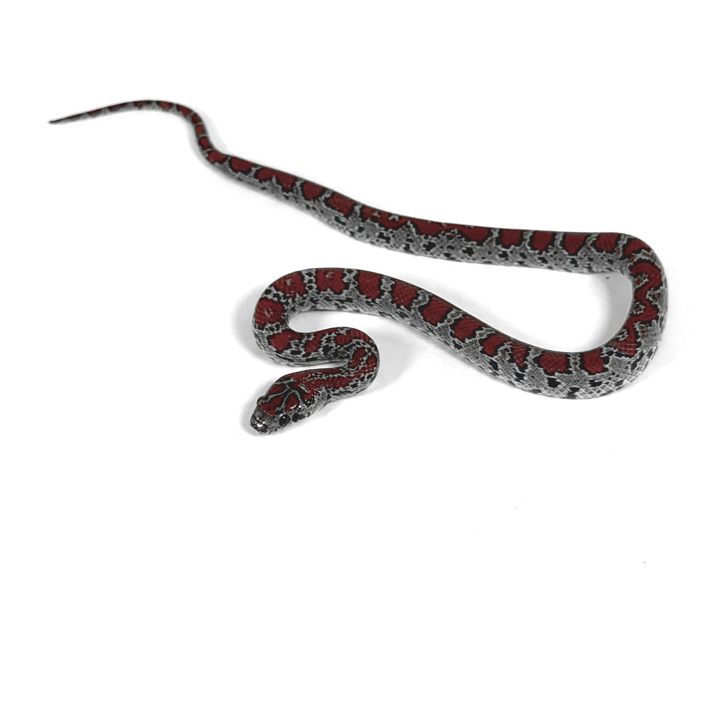 2026 Male High Red Mex Mex Kingsnake