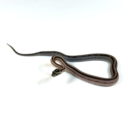 2026 Male Anery Stripe pos Tessera het Sclaleless pos TH Amel Bloodred Hypo Corn Snake