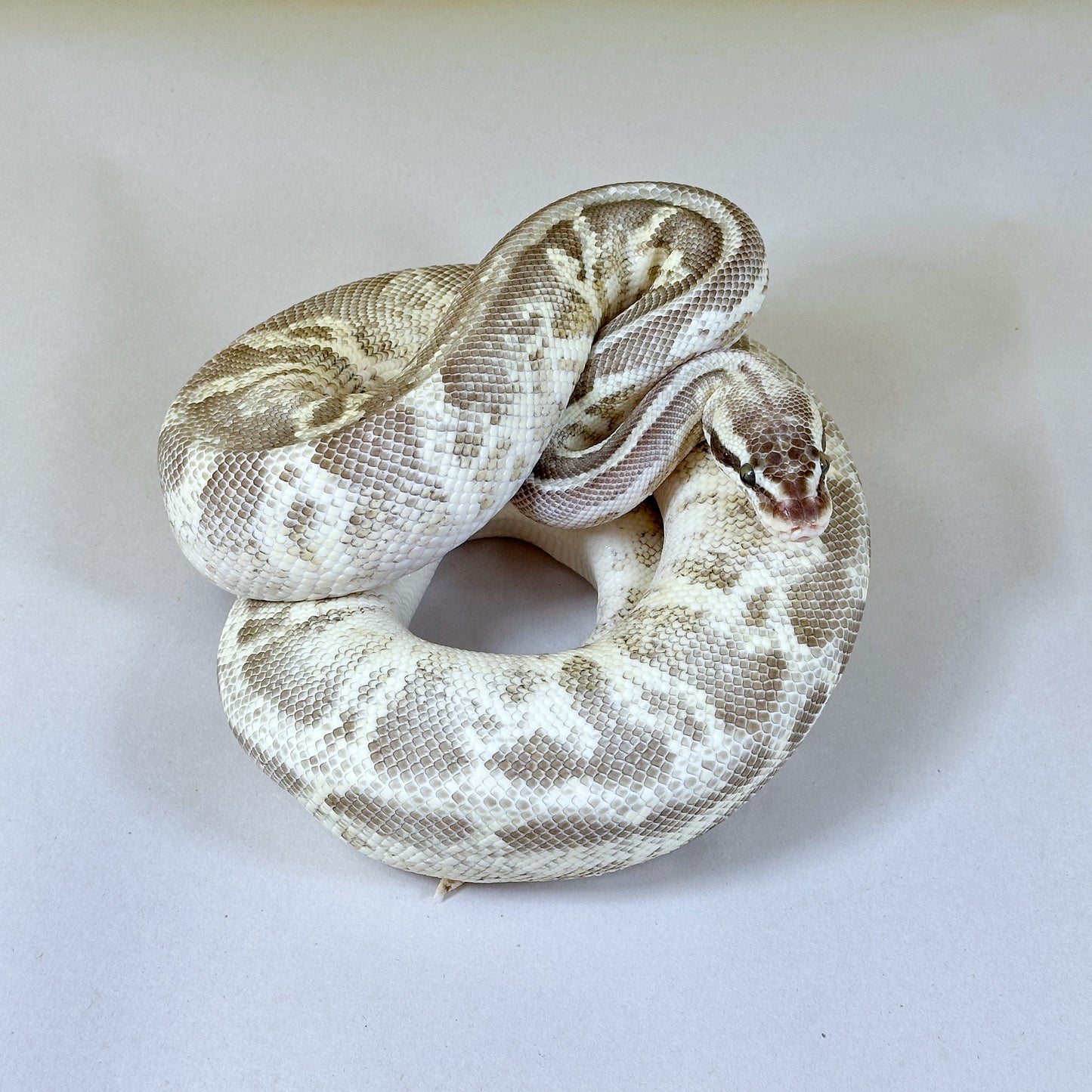 2022 Male Super Pastel Leopard Enchi HGW Calico