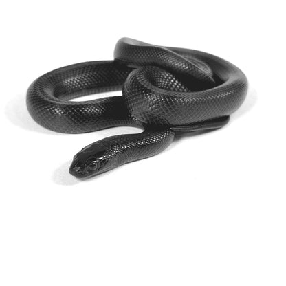 2026 Male Mexican Black Kingsnake