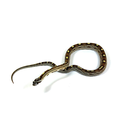 2026 Male Caramel Motley het Scaleless pos DH Snow Corn Snake