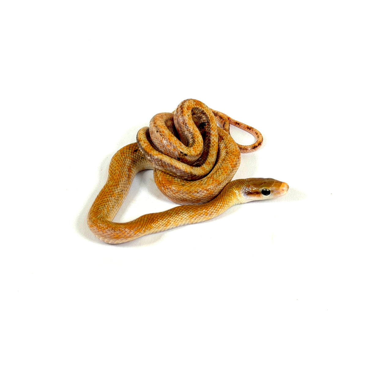 2026 Female Calico Chinese Beauty Rat Snake