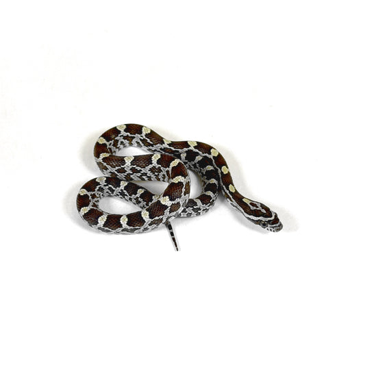 2026 Female Anery Caramel het Scaleless pos het Amel Motley