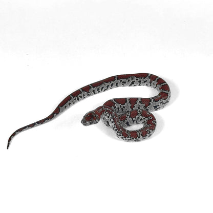 2026 Female Mex Mex Kingsnake