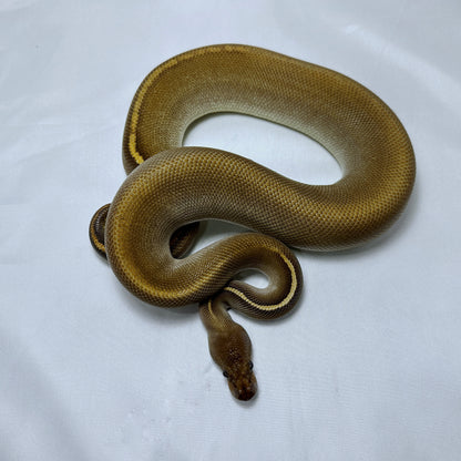 2021 Male Black Pastel Mojave Cinder