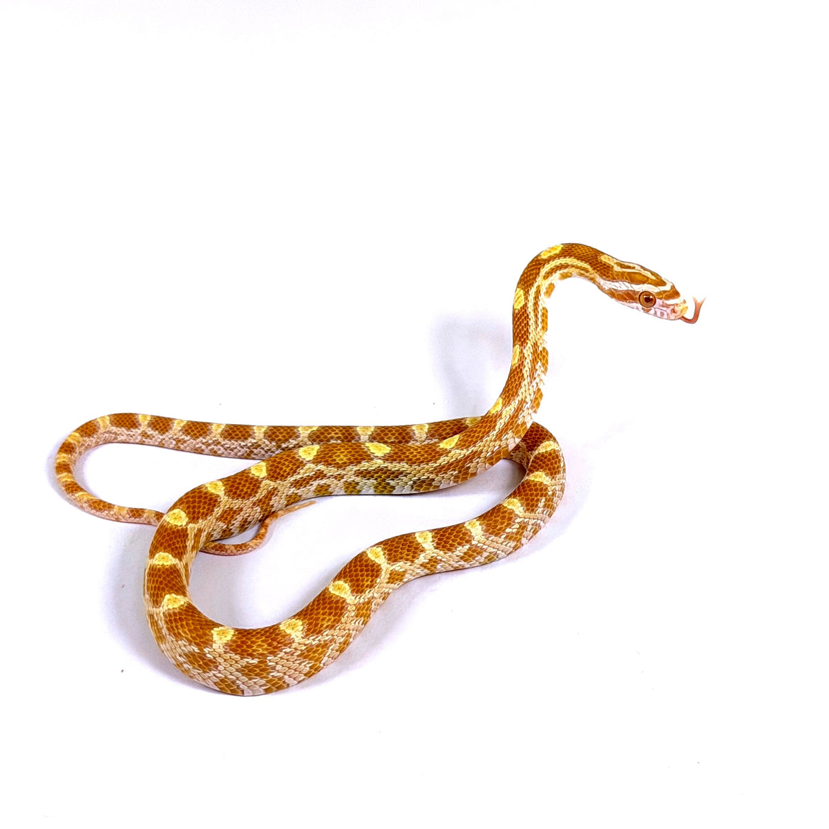 2026 Male Butter het Scaleless pos het Anery Motley