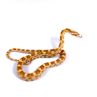 2026 Male Butter het Scaleless pos het Anery Motley
