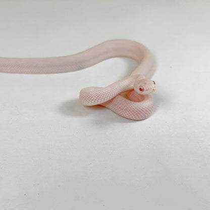 2026 Female Snow or Blizzard Palmetto possible Tessera pos het Hypo and Anery or Charcoal