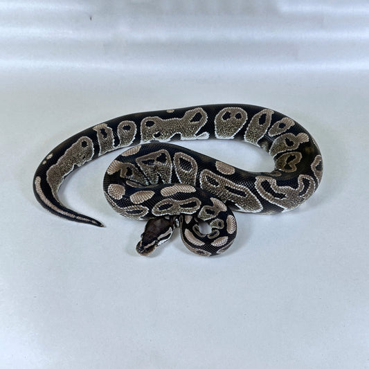 2023 Female VPI Axanthic het G-Stripe