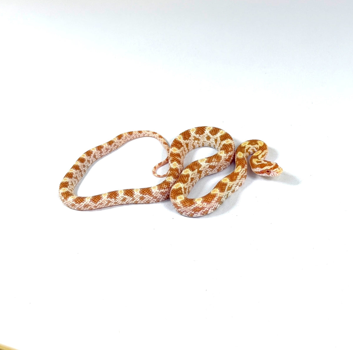 2026 Female Butter DH Scaleless Motley pos het Anery Corn Snake