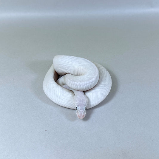 2024 Female BEL Het Clown