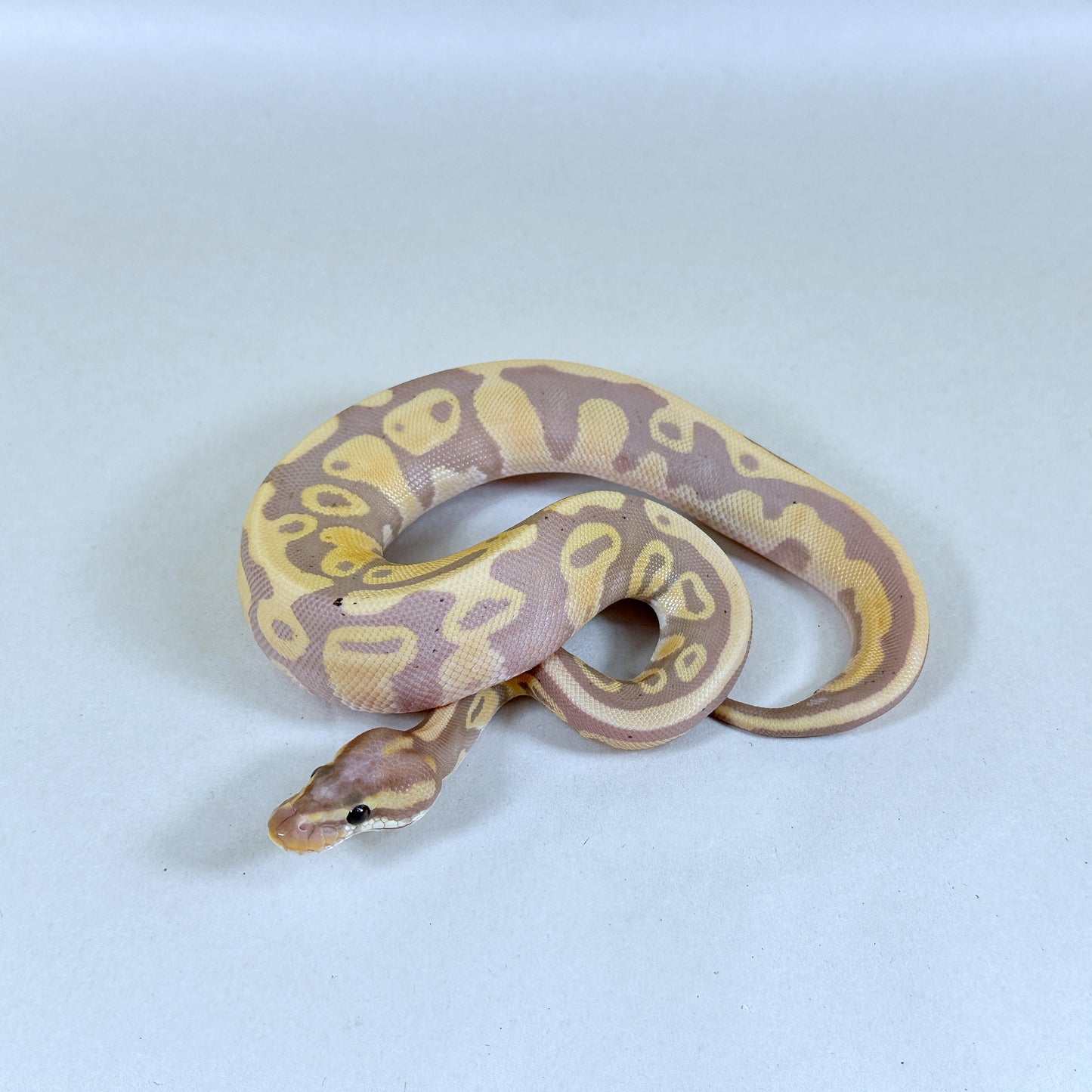 2024 Female Coral Glow Leopard Blackhead