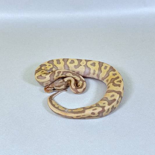 2024 Female Coral Glow Leopard Enchi Fire YB/Gravel