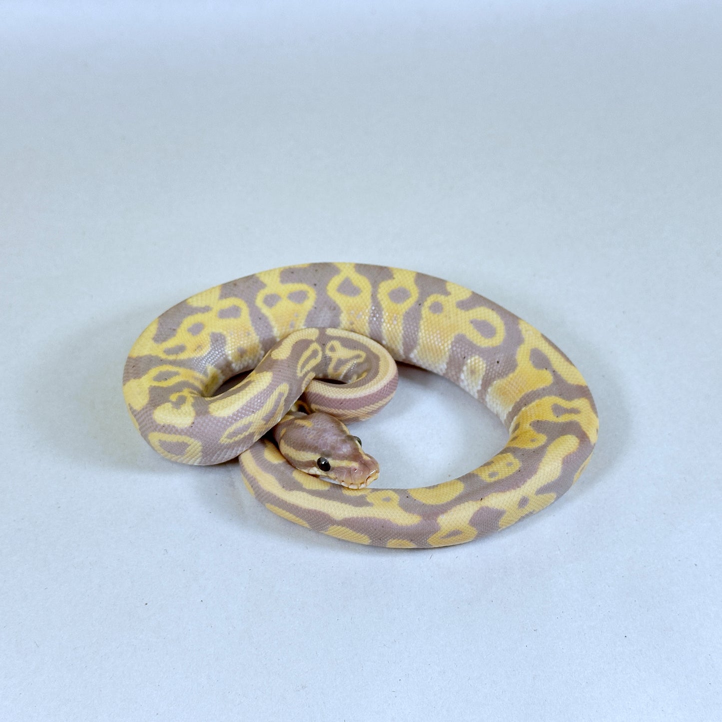 2024 Female Coral Glow Leopard Yellow Belly