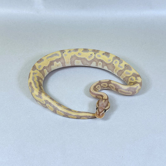 2024 Female Coral Glow Leopard YB/Gravel