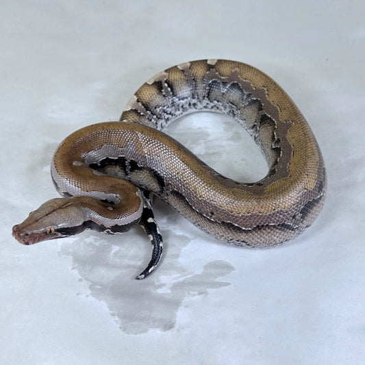Female Het Sunset 50% pos het Mocha Borneo Short Tail Python