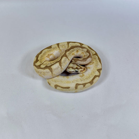Female Lesser Spider Enchi Malum
