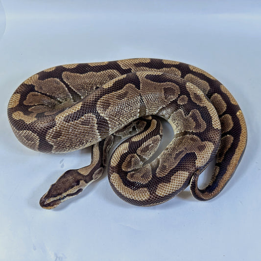 Proven Female Sable Enchi