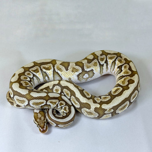 2022 Male Lesser Spotnose YB 100% het Clown