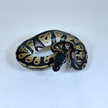 2024 Male Blackhead