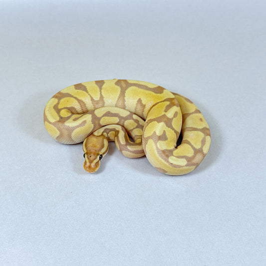 2024 Male Coral Glow Enchi YB/Gravel