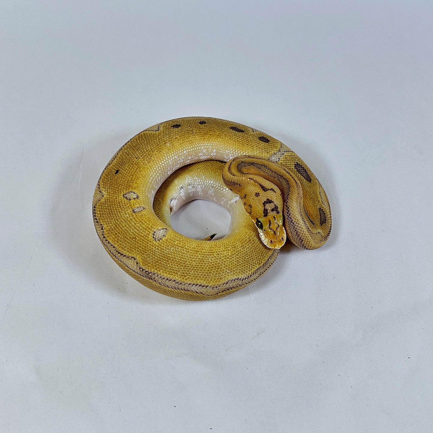 Male Super Enchi Leopard Champagne Clown