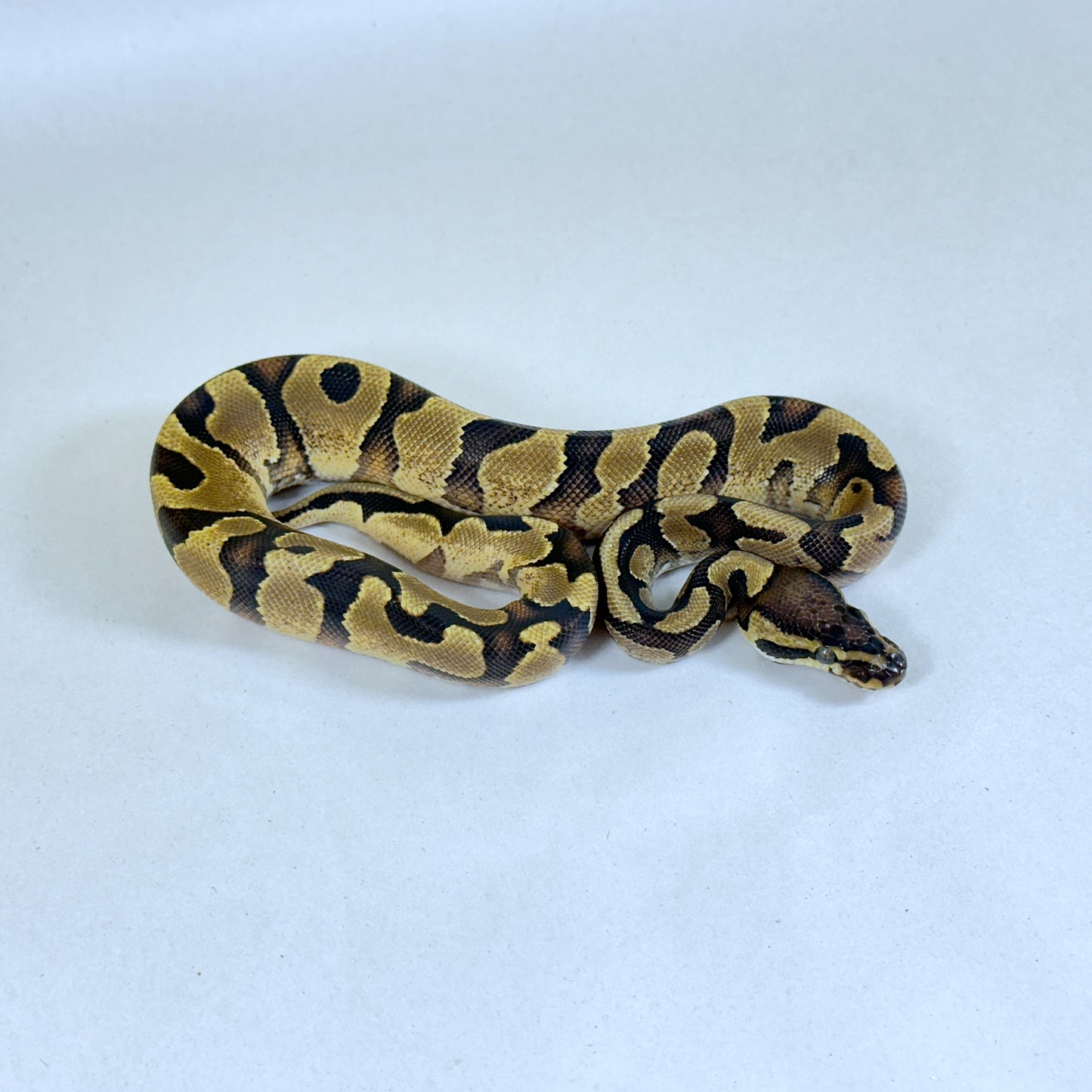 2024 Male Enchi Coffee Yellowbelly/Gravel