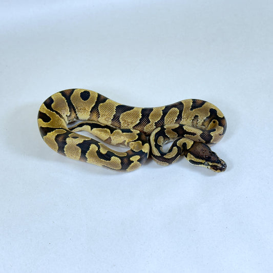 2024 Male Enchi Coffee Yellowbelly/Gravel