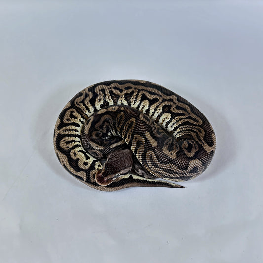 Male Leopard Inferno