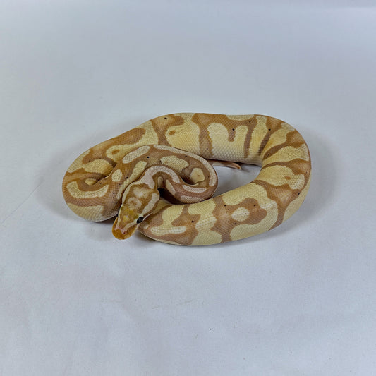 Male Pastel Coral Glow DH Clown Pied