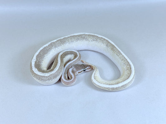 2024 Male Pastel Enchi Soul Sucker
