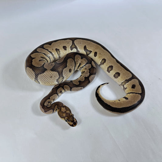 Subadult Male Sable Clown
