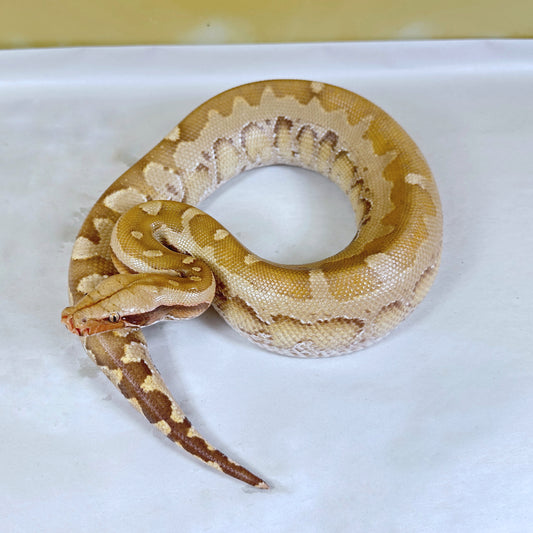 Other Pythons – Brass Man Reptiles