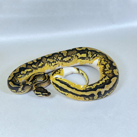 2024 Female Pastel Asphalt Pied 100% het VPI Axanthic