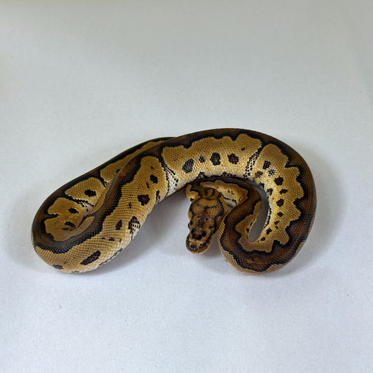 2024 Male Redstripe Clown
