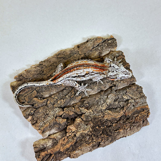 Subadult Female Red Stripe Gargoyle Gecko