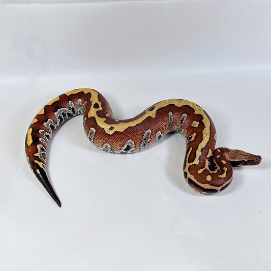 Pair of  Slackline Lvl 2 Lyly 66%ph T+ Albino Blood Python