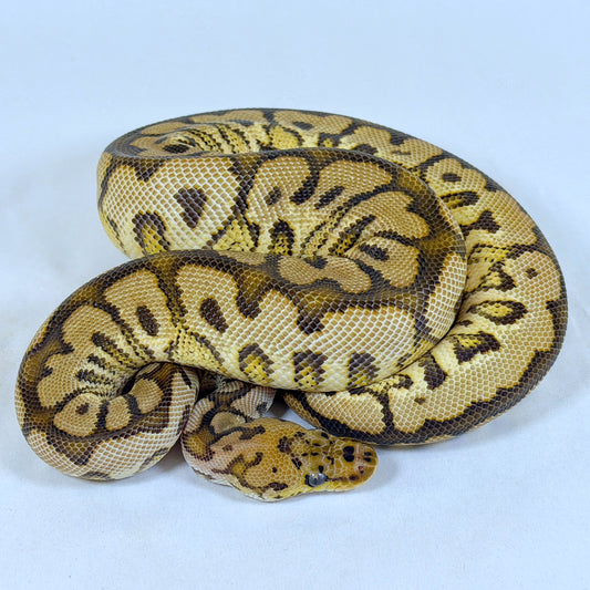 2025 Male Spotnose YellowBelly Clown