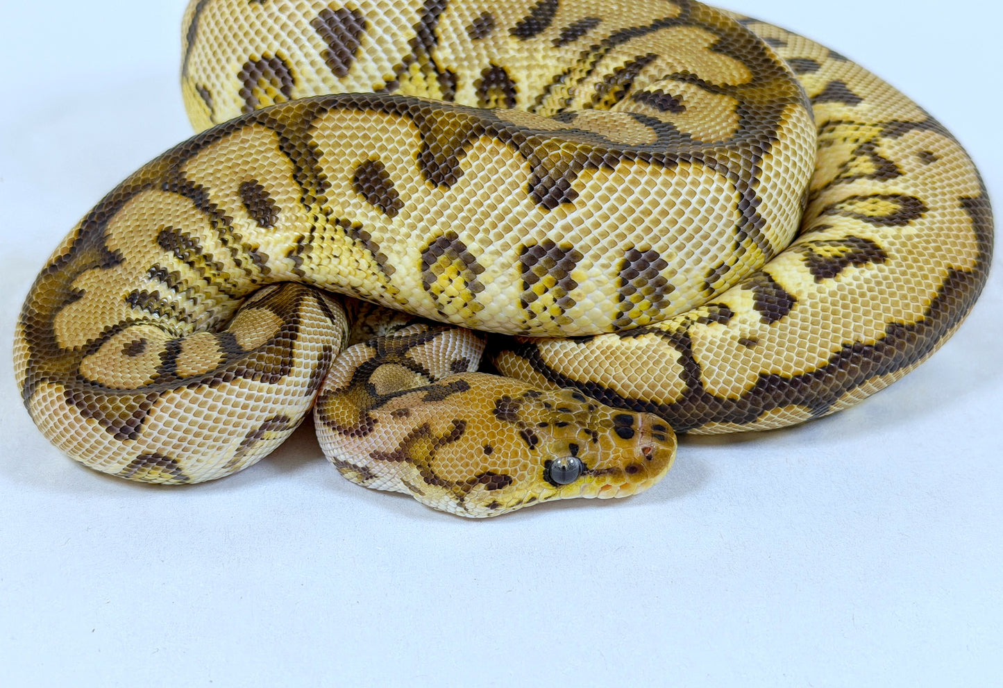 2025 Male Spotnose YellowBelly Clown