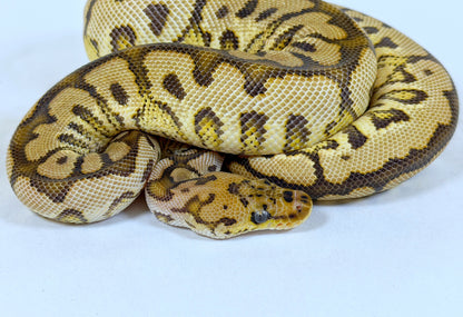 2025 Male Spotnose YellowBelly Clown