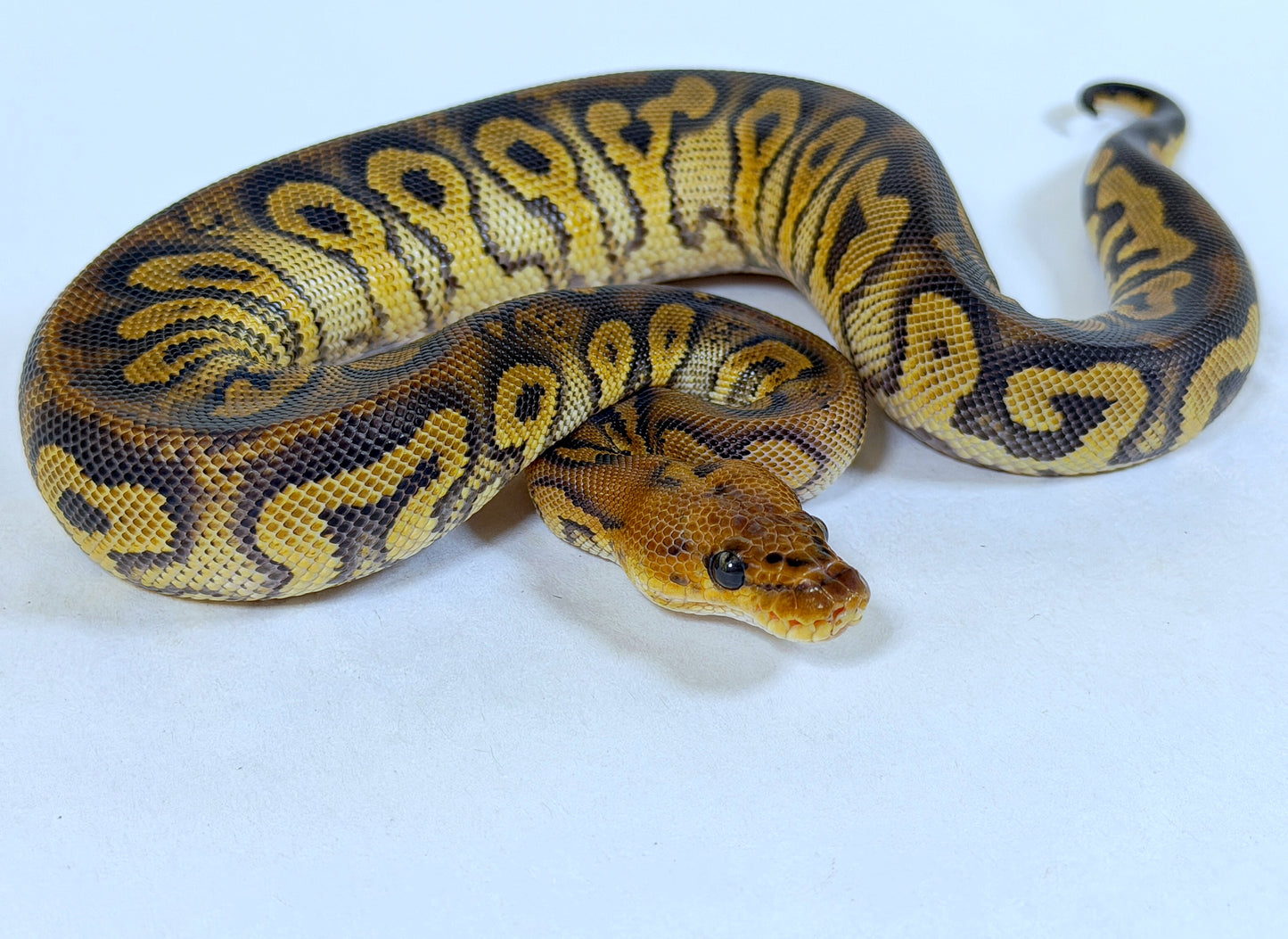 2025 Female Strager Clown