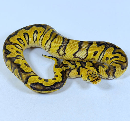 2025 Female Pastel Enchi Stranger Clown