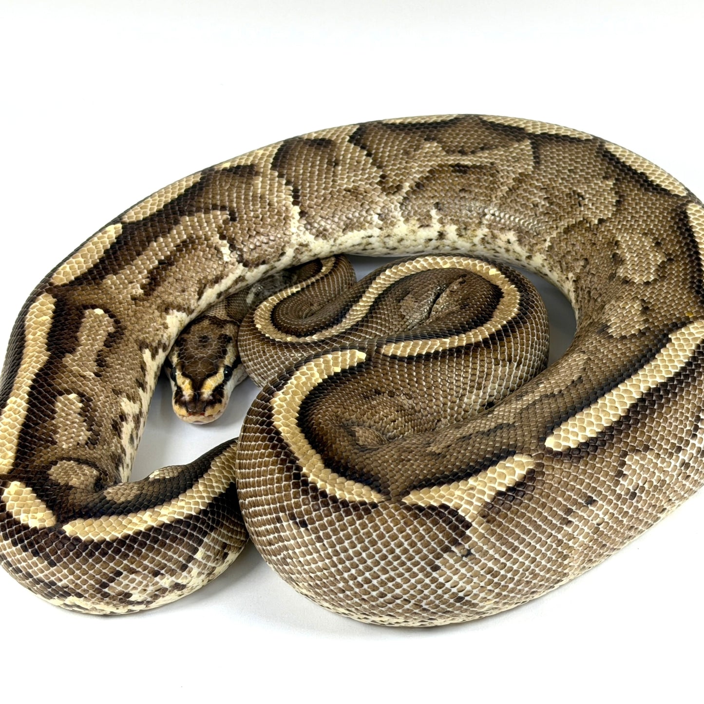 2021 Female Gravel/Specter (Proven)